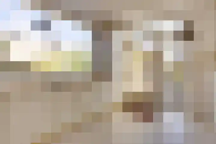 Peellaan 89 Son en Breugel thumbnail 7