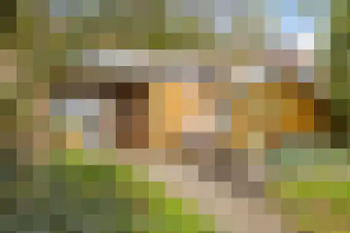 Peellaan 97 Oss thumbnail 31