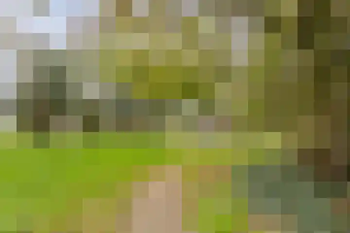 Peellaan 97 Oss thumbnail 33
