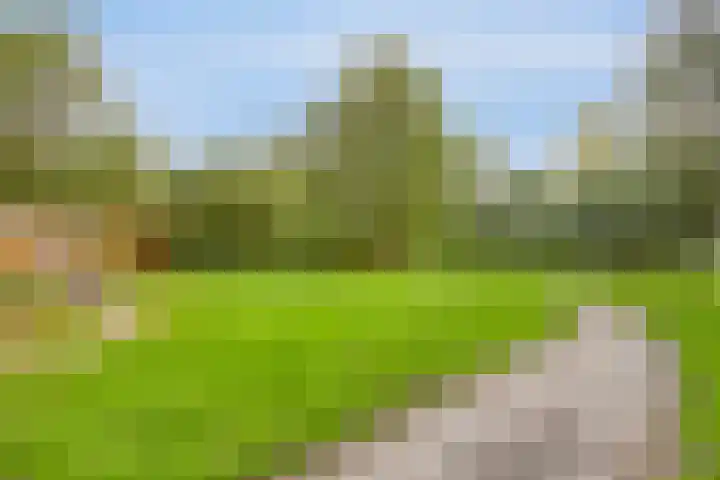 Peellaan 97 Oss thumbnail 34