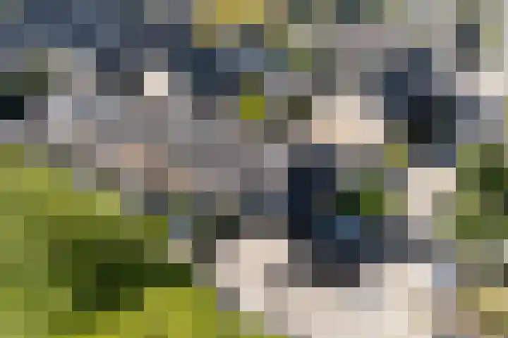 Peelland 49 Purmerend thumbnail 8