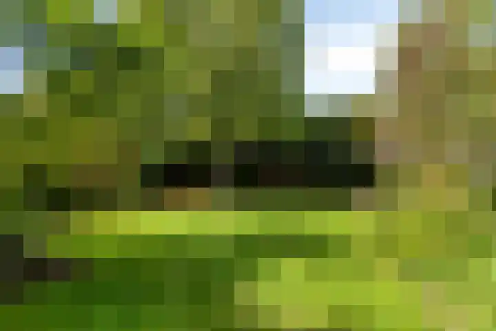Peelland 5 Riel thumbnail 38