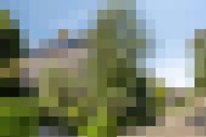 Peelland 5 Riel thumbnail 8