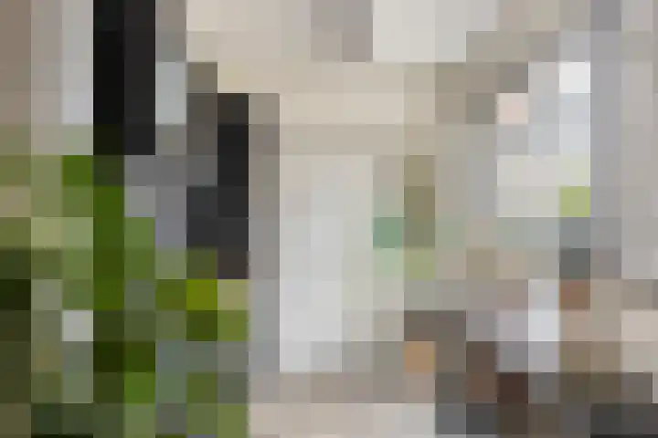 Peelveldlaan 51 Swalmen thumbnail 12