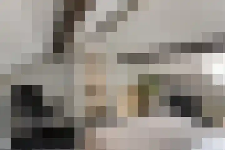 Peelveldlaan 51 Swalmen thumbnail 29
