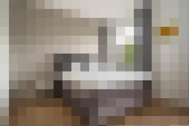 Peelven 13 Deurne thumbnail 32