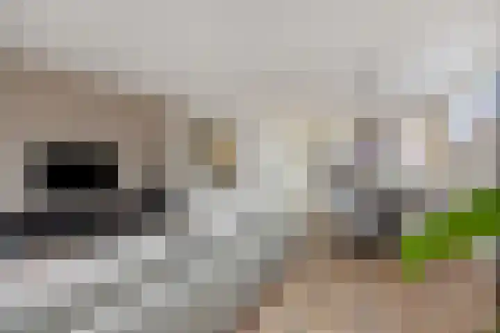 Peelven 8 a Deurne thumbnail 14