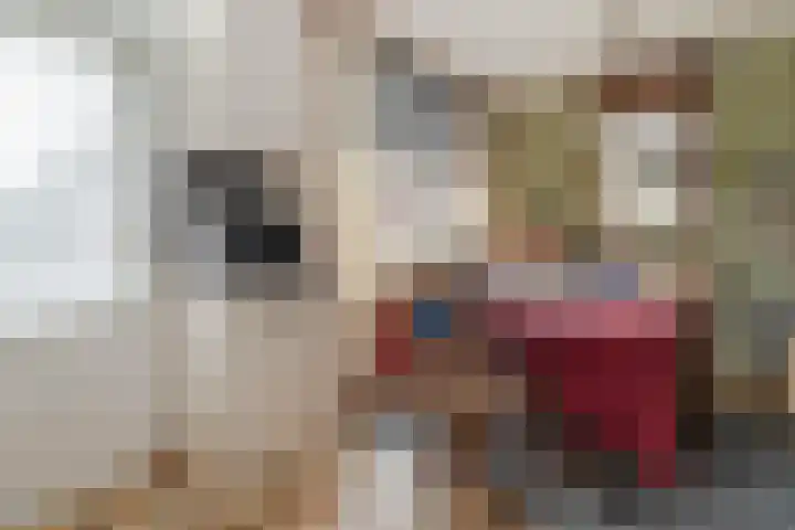 Peereboom 18 Melick thumbnail 10