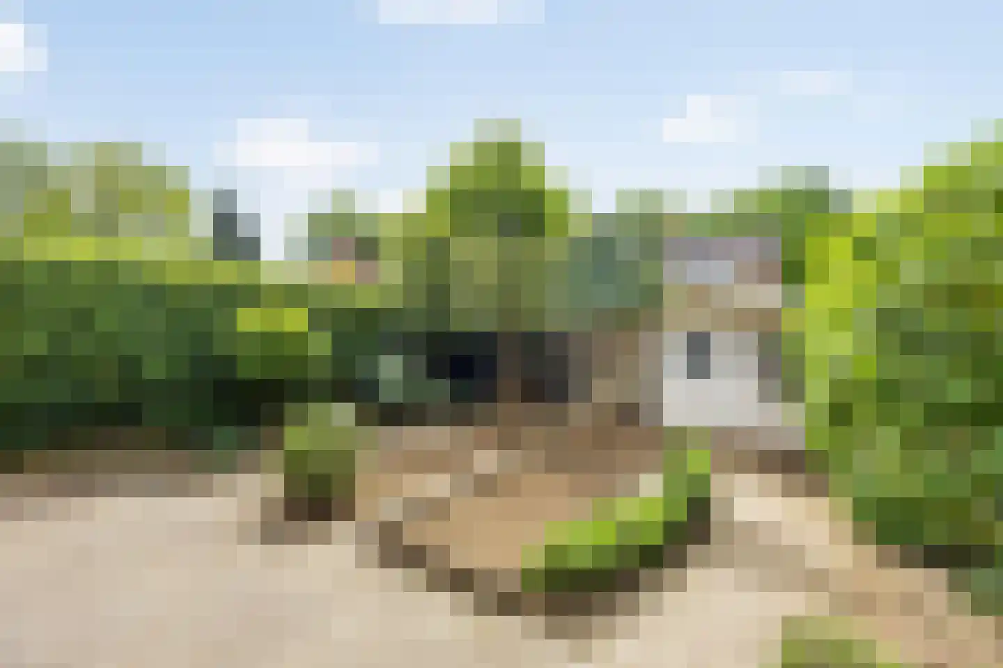 Peereboom 19 Melick thumbnail 31