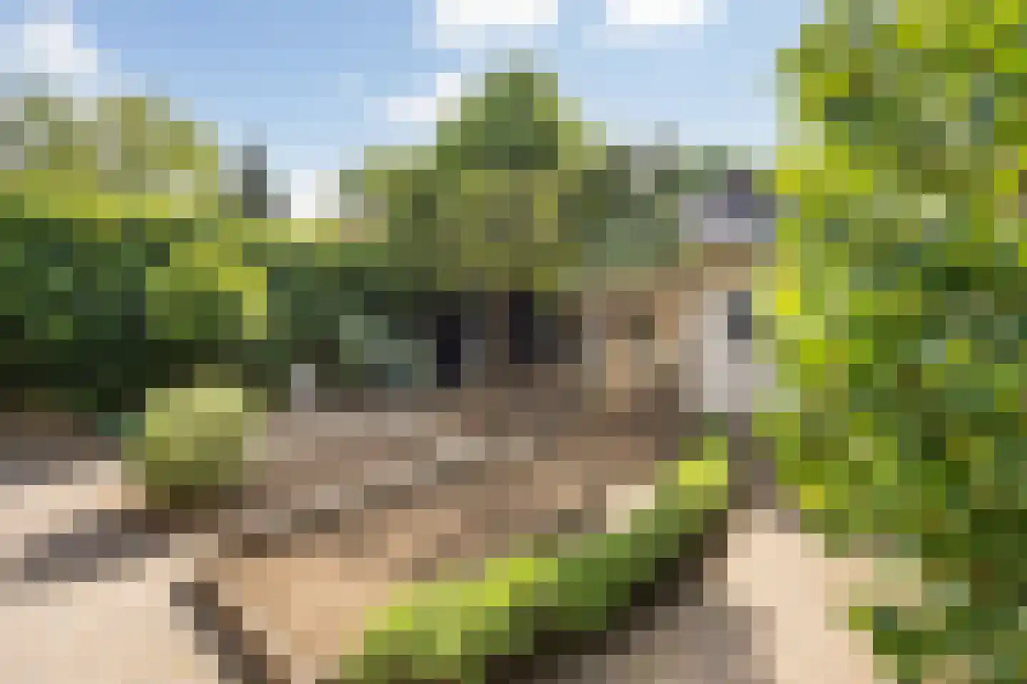 Peereboom 19 Melick thumbnail 32