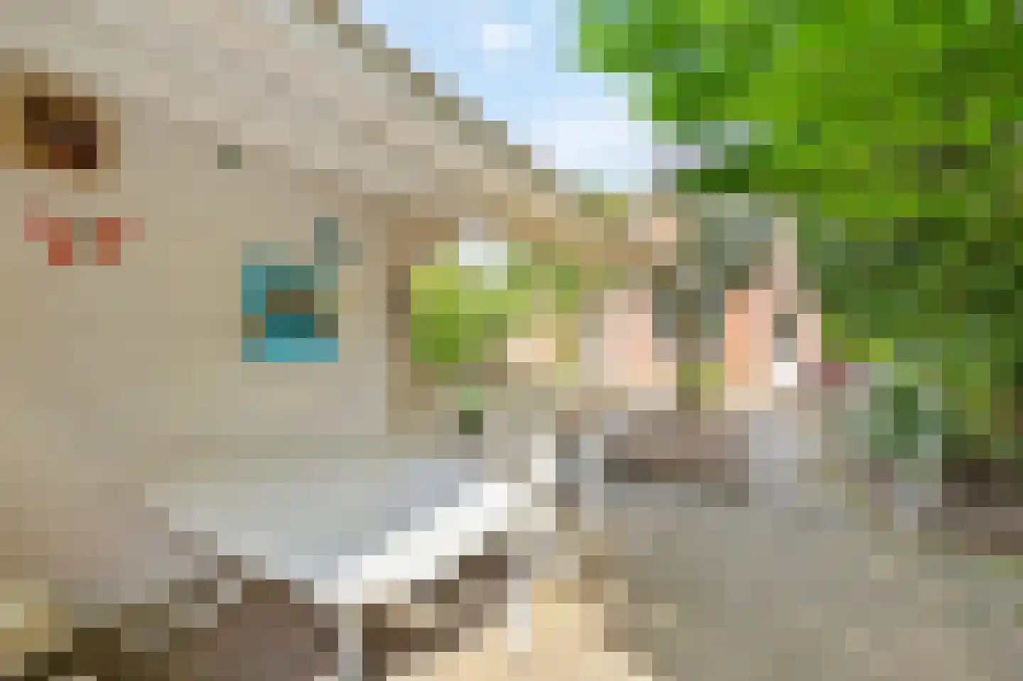 Peereboom 19 Melick thumbnail 33