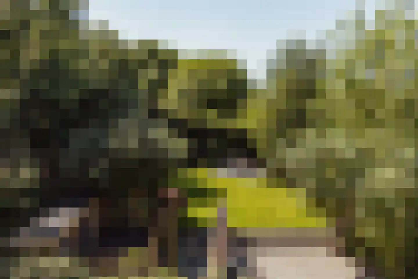 Peerenboom 7 Hank thumbnail 56