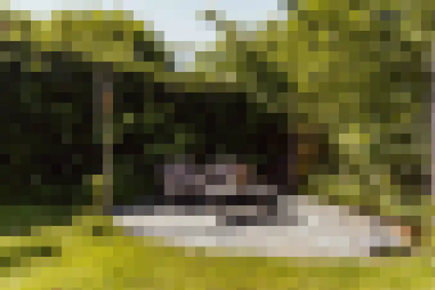 Peerenboom 7 Hank thumbnail 57
