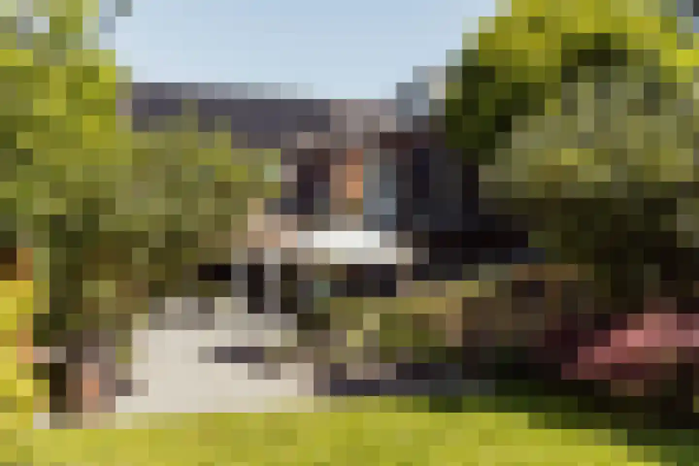 Peerenboom 7 Hank thumbnail 61