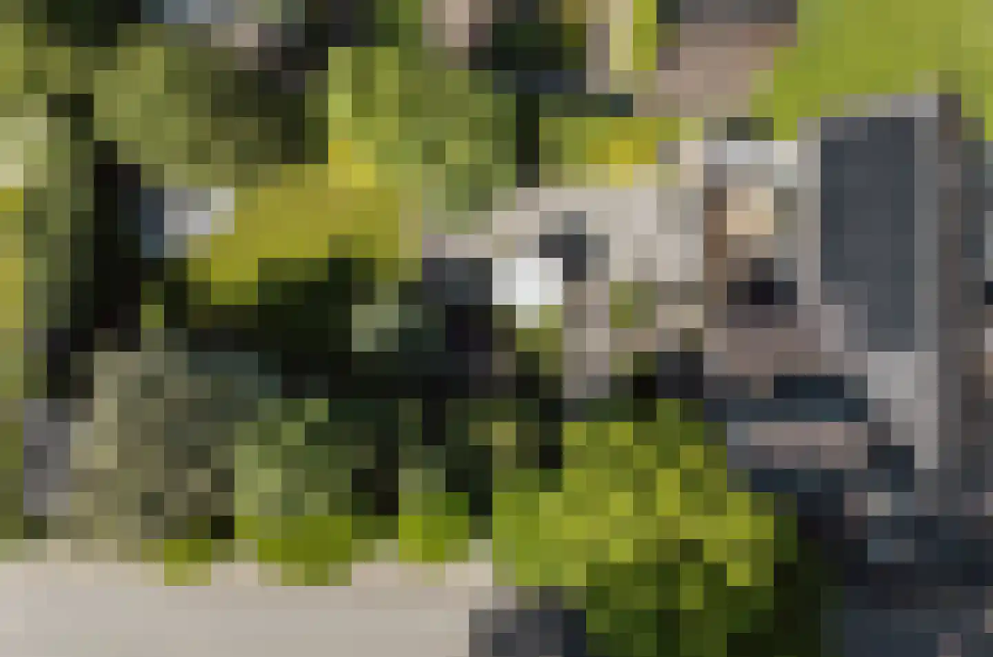Peerenboom 7 Hank thumbnail 68