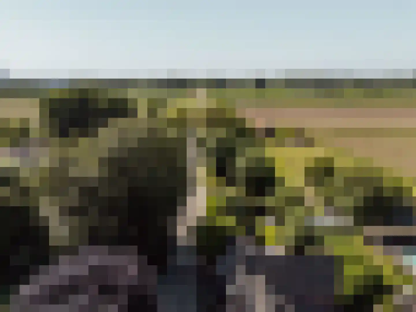 Peerenboom 7 Hank thumbnail 69