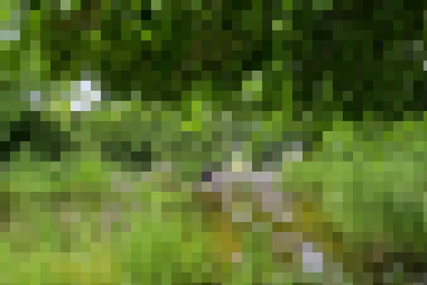 Peeskesweg 9 Beek thumbnail 49