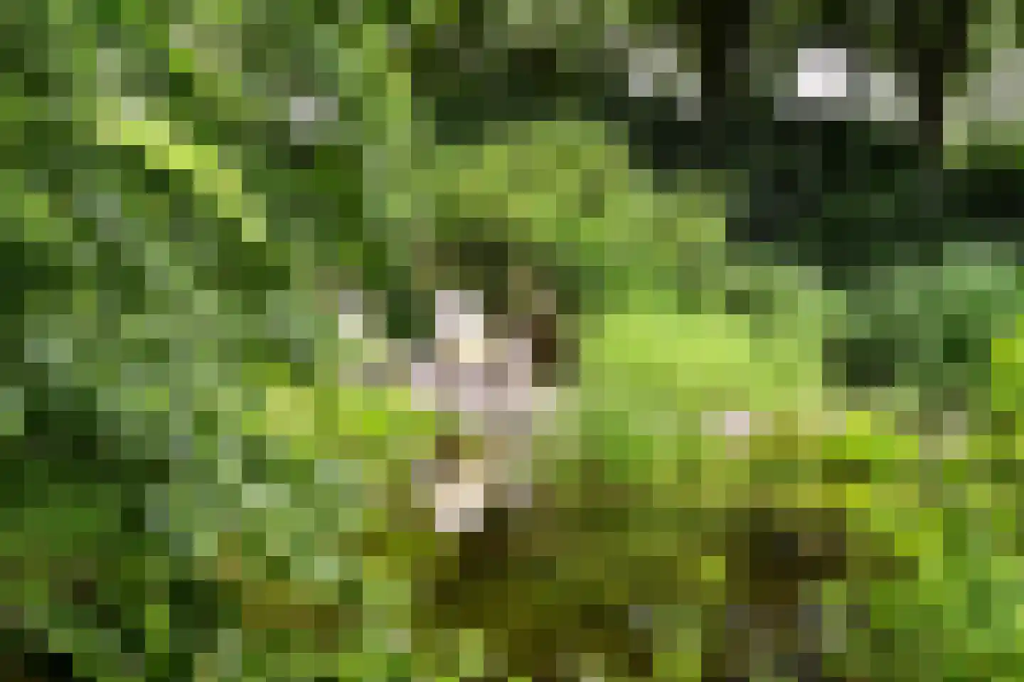 Peeskesweg 9 Beek thumbnail 50