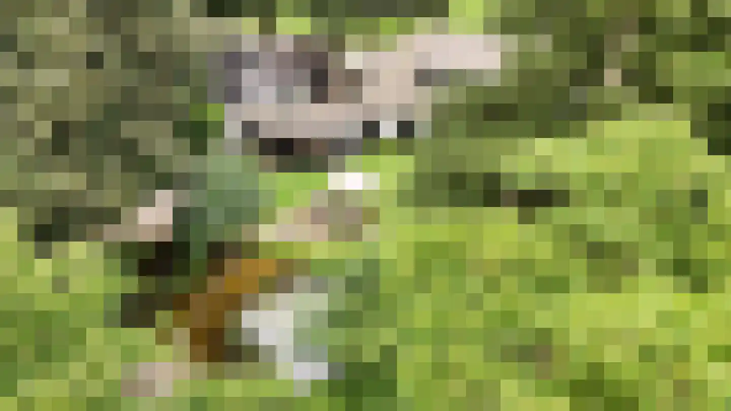 Peeskesweg 9 Beek thumbnail 74
