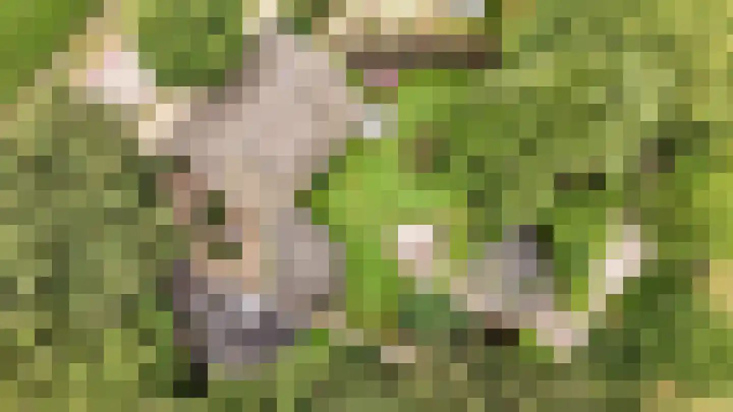 Peeskesweg 9 Beek thumbnail 75
