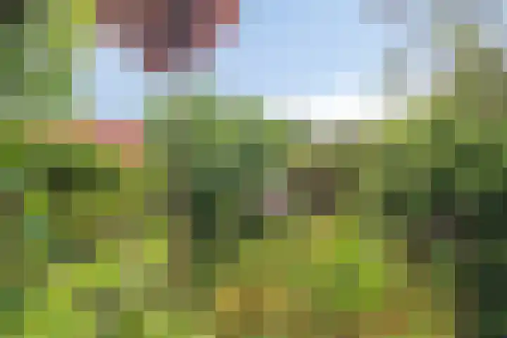 Peesterstraat 4 Norg thumbnail 31