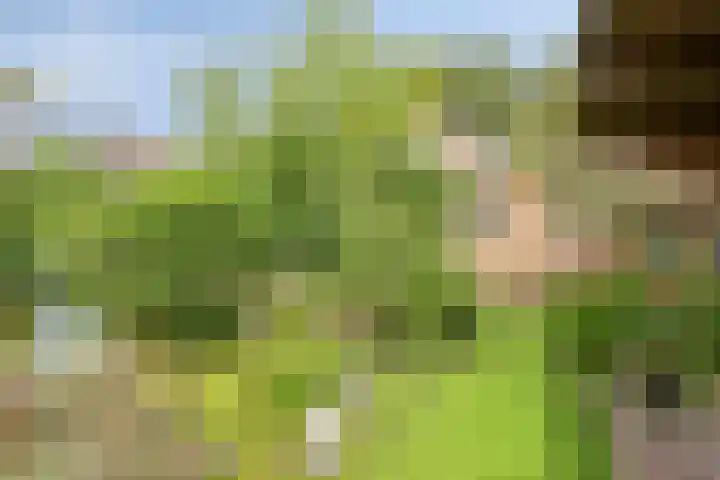 Peesterstraat 4 Norg thumbnail 34