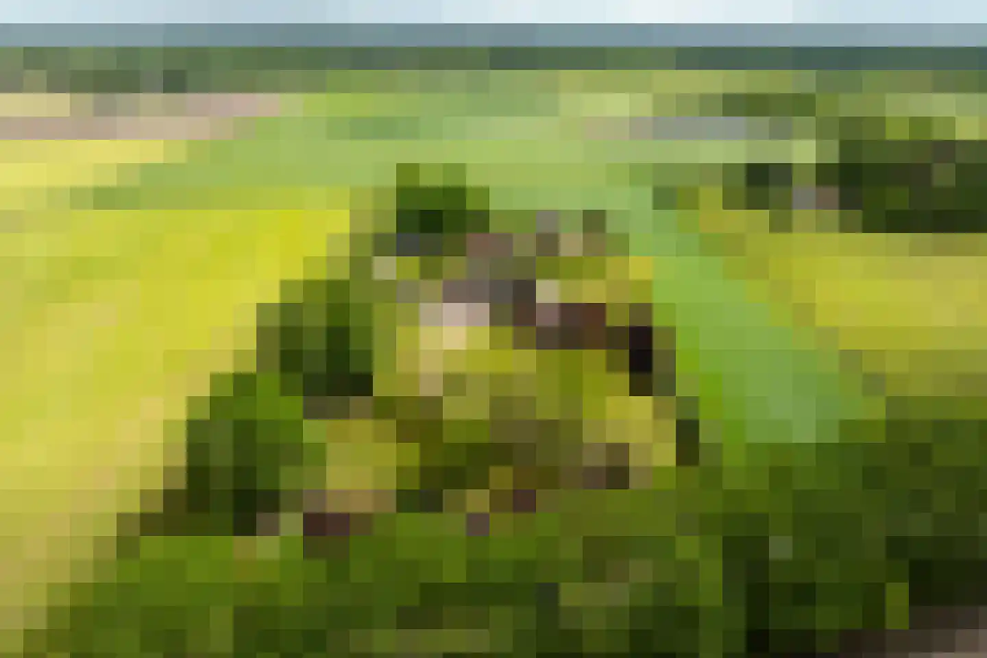 Peezeweg 7 Dalfsen