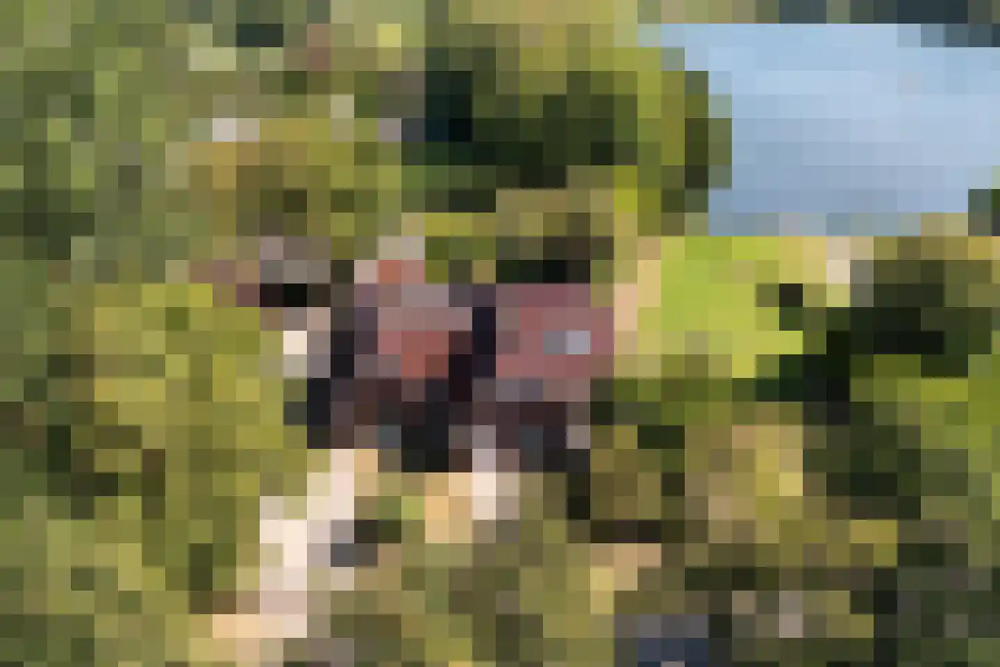 Peinderwei 41 De Tike thumbnail 12