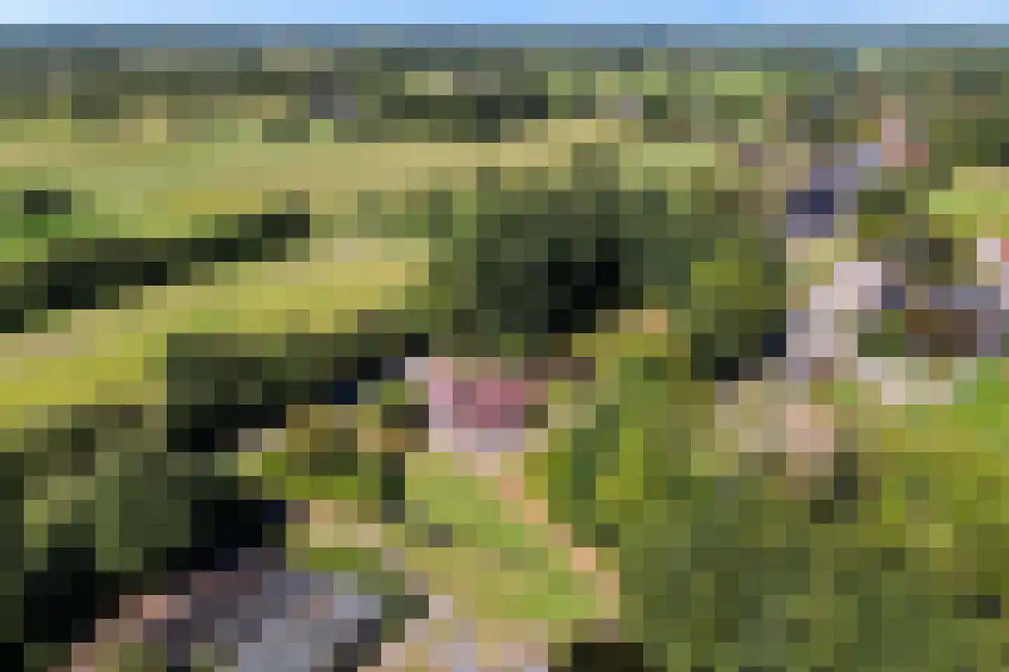Peinderwei 41 De Tike thumbnail 55