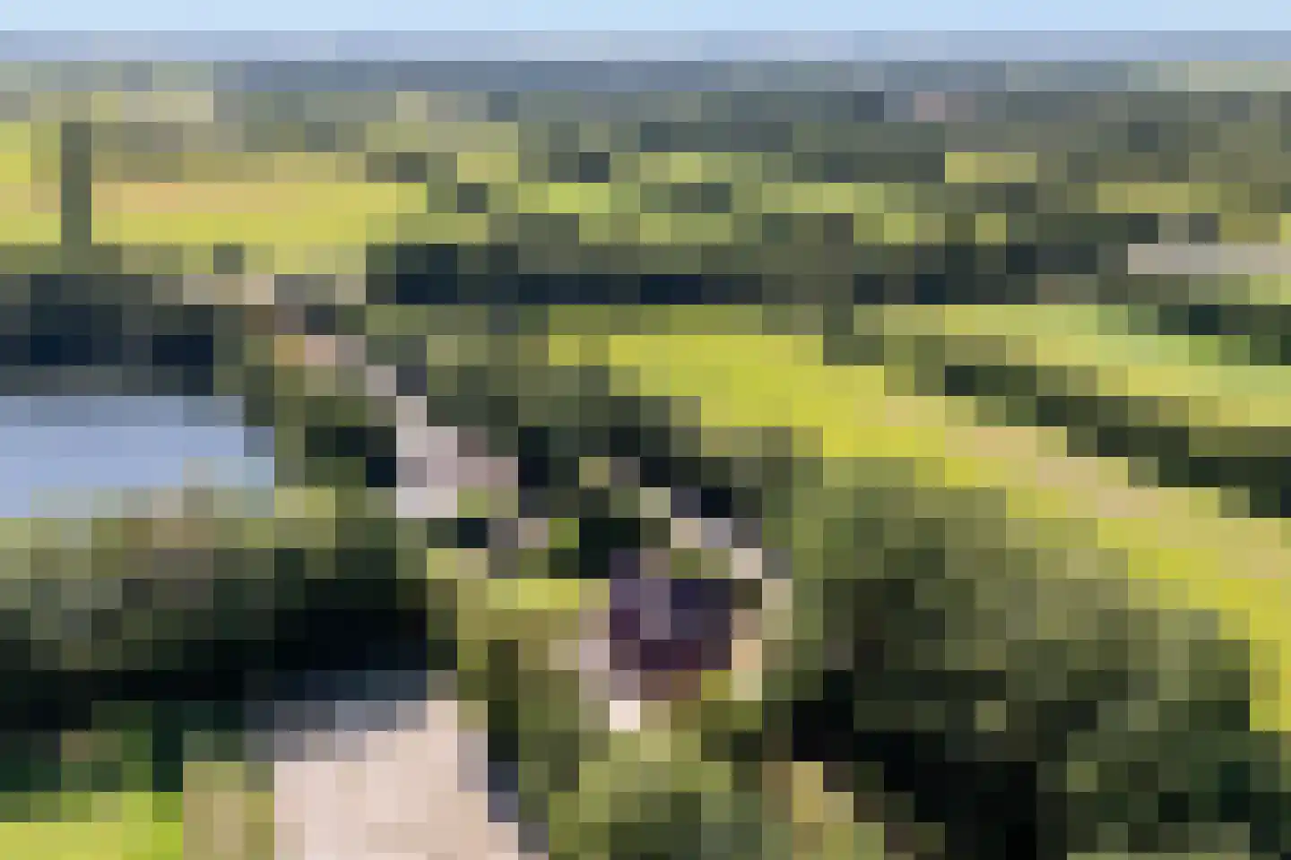 Peinderwei 41 De Tike thumbnail 6