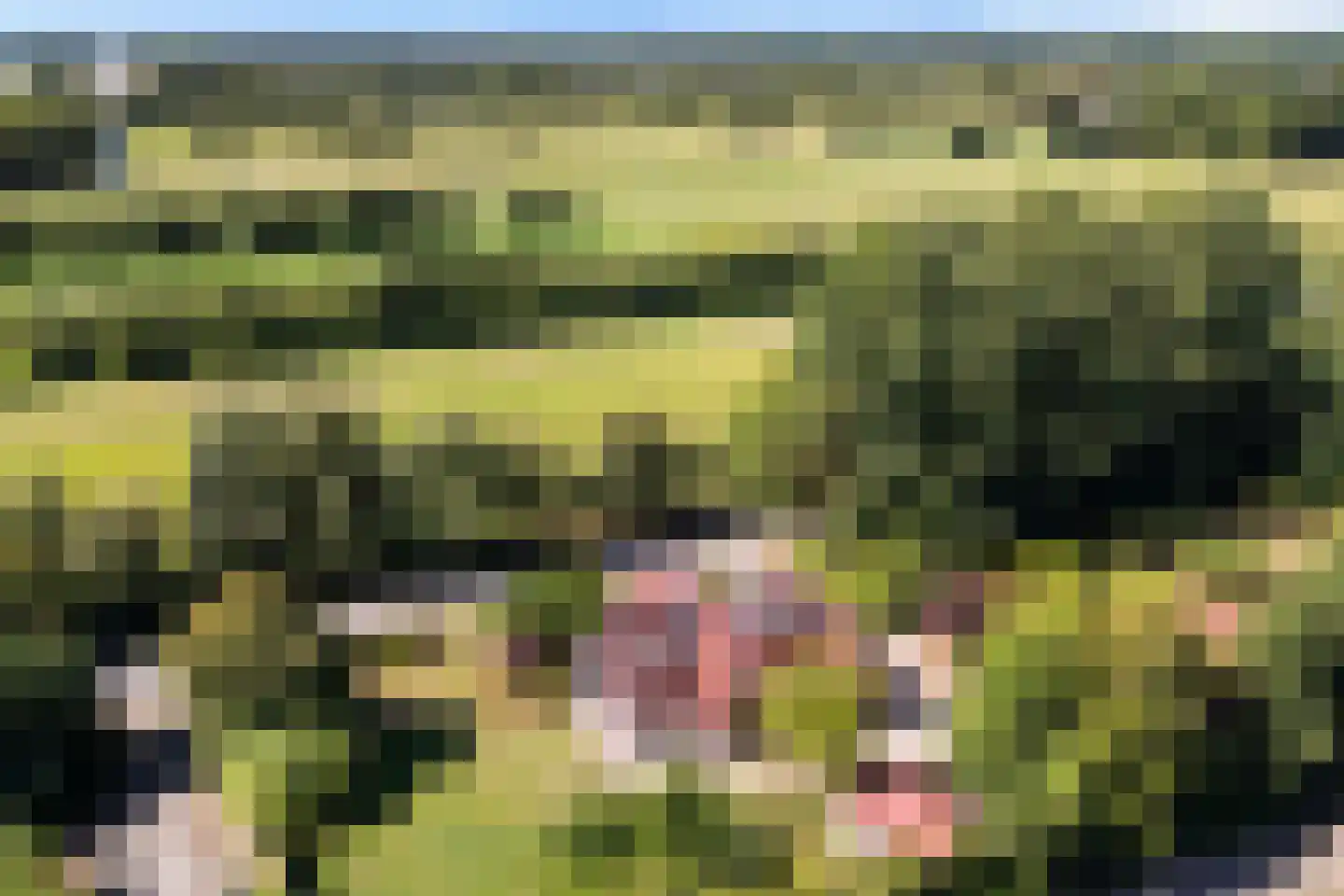 Peinderwei 41 De Tike thumbnail 8