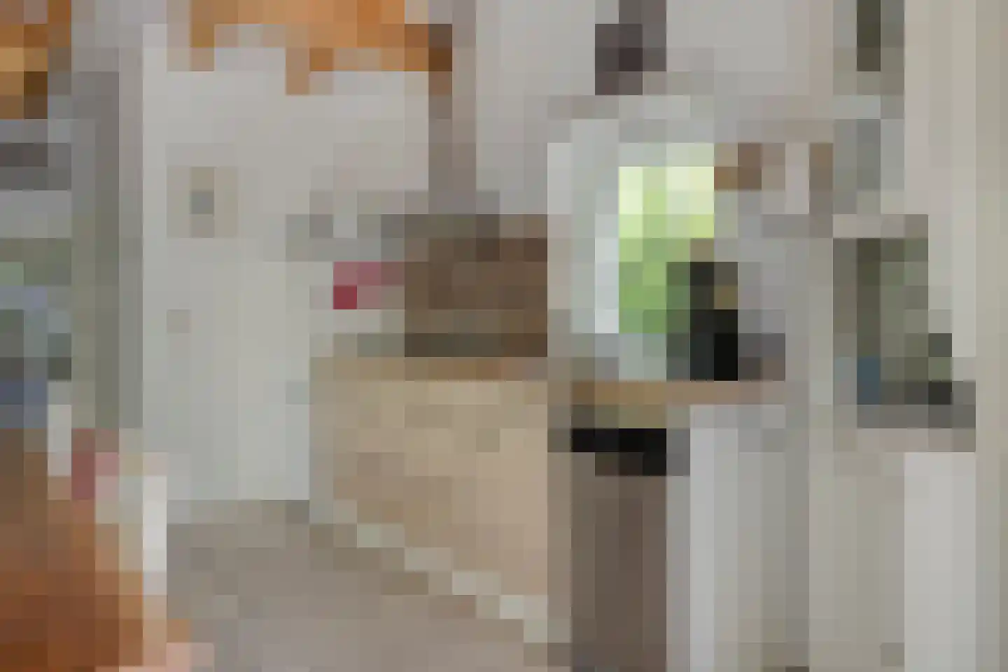 Peizerpad 16 Norg thumbnail 26