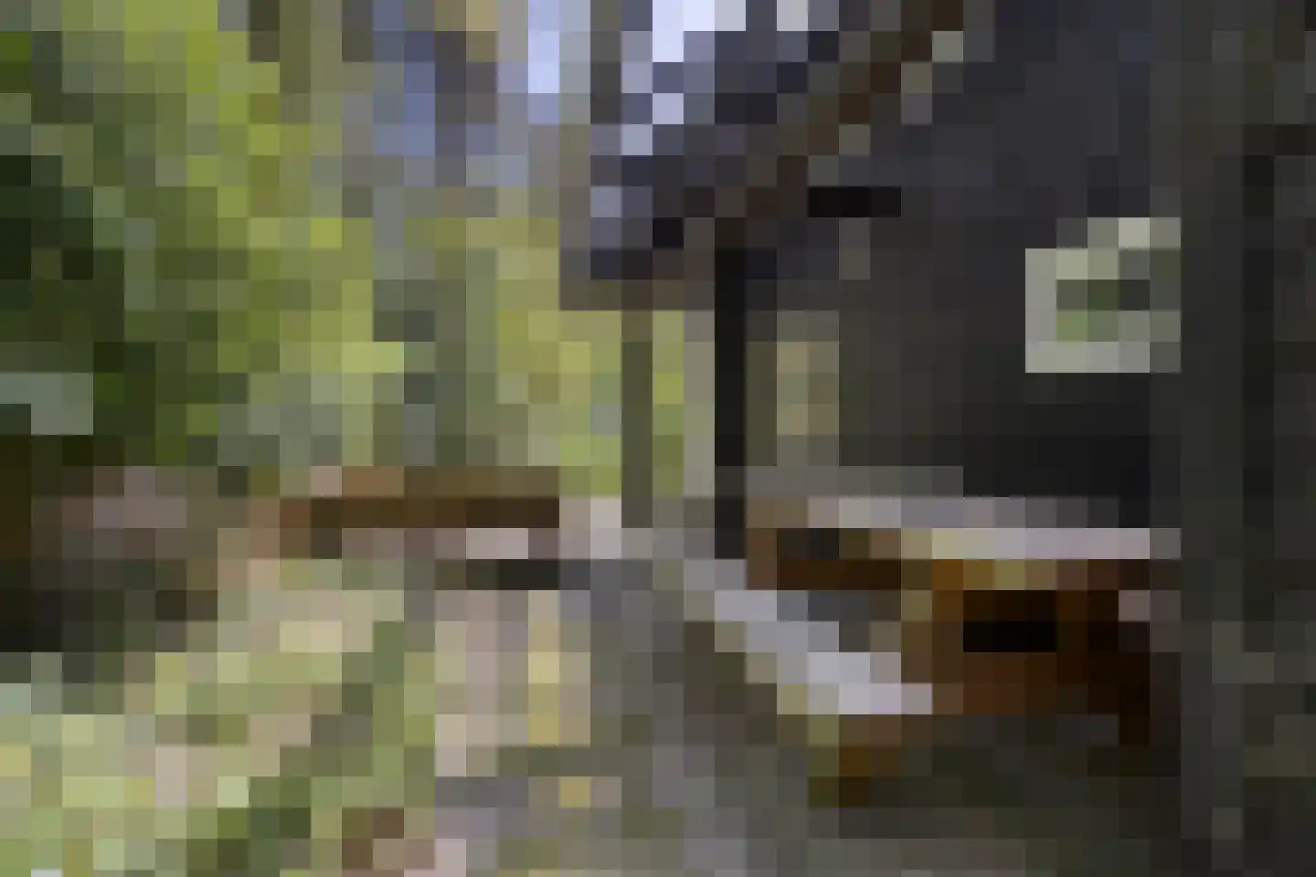Peizerpad 16 Norg thumbnail 57