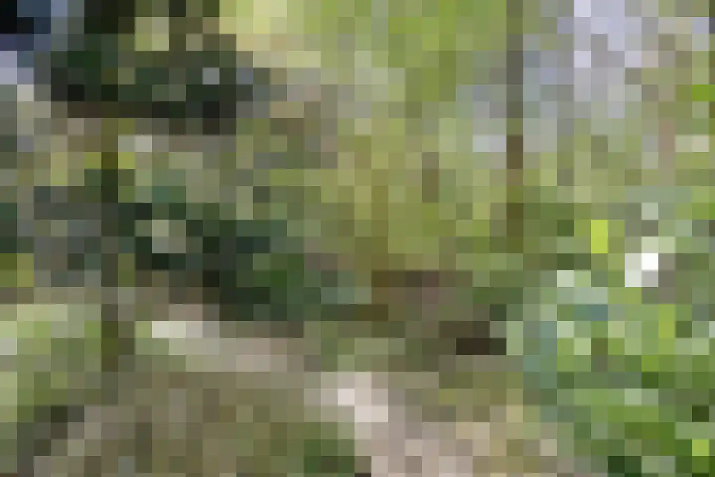 Peizerpad 16 Norg thumbnail 64