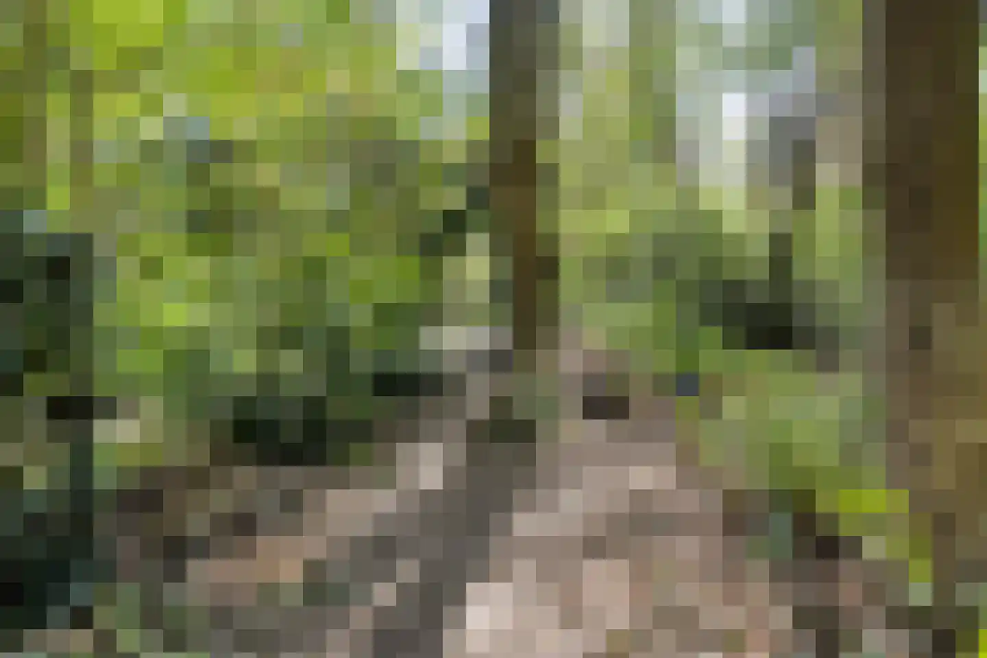 Peizerpad 16 Norg thumbnail 65