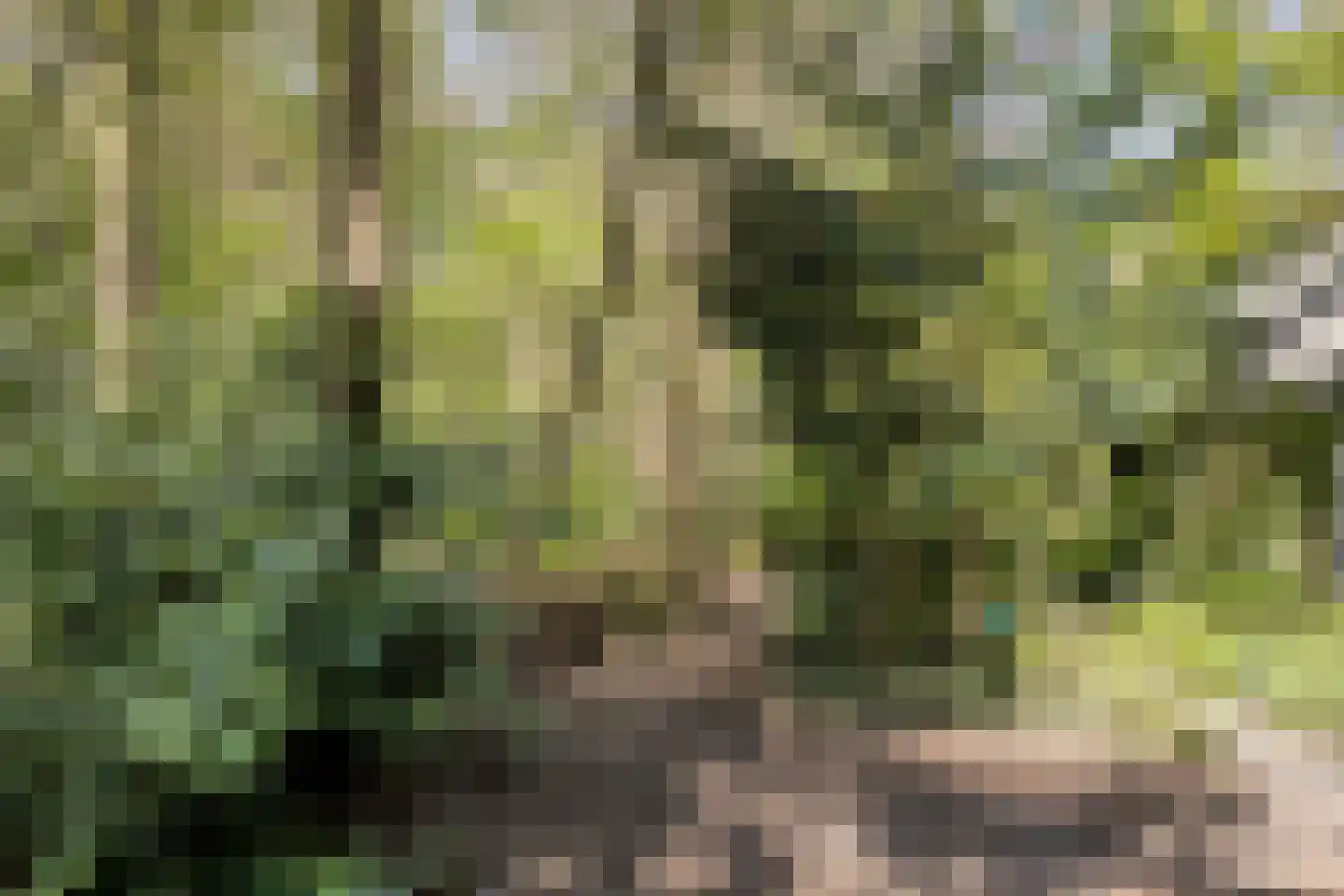Peizerpad 16 Norg thumbnail 69