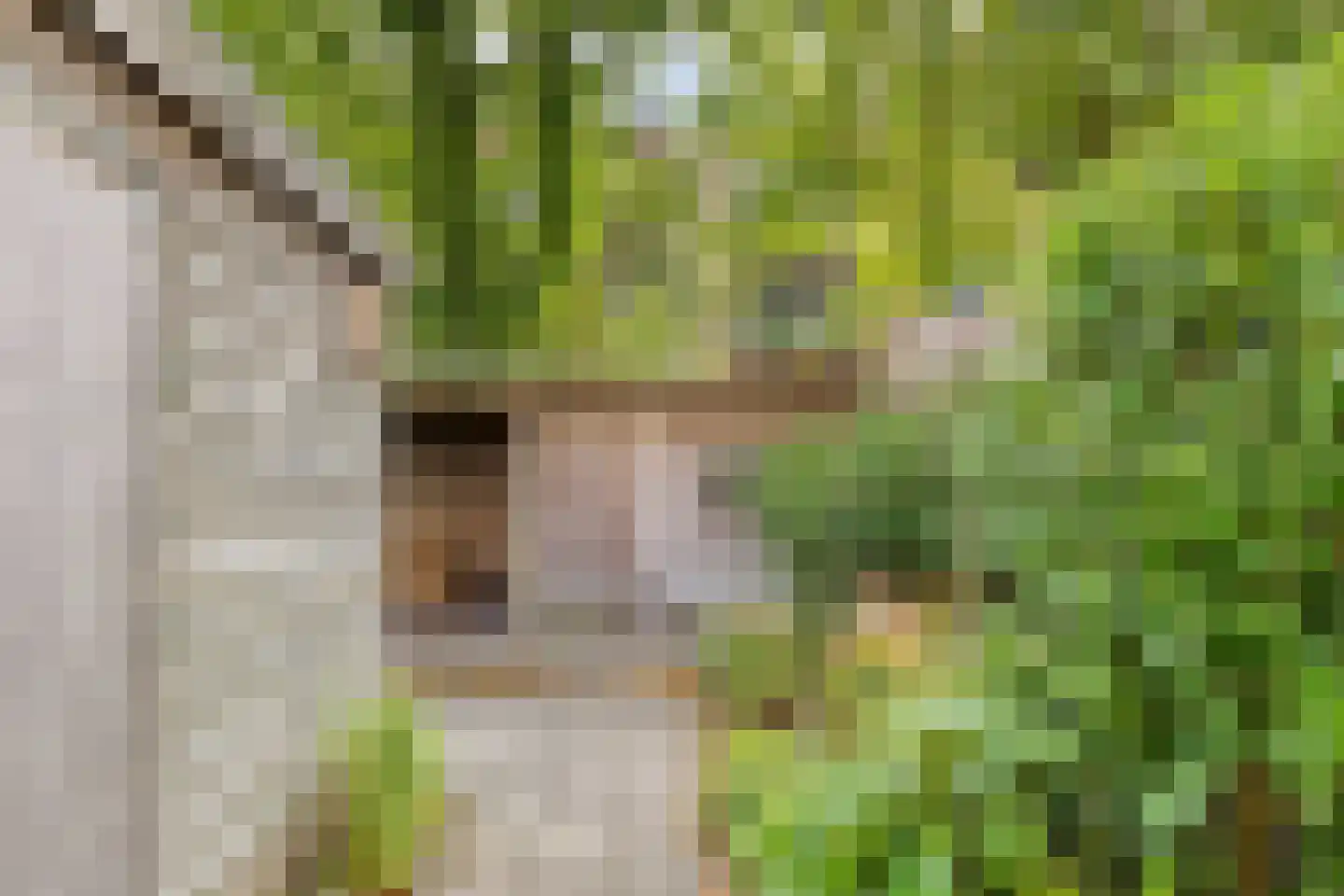 Peizerweg 18 Groningen thumbnail 20