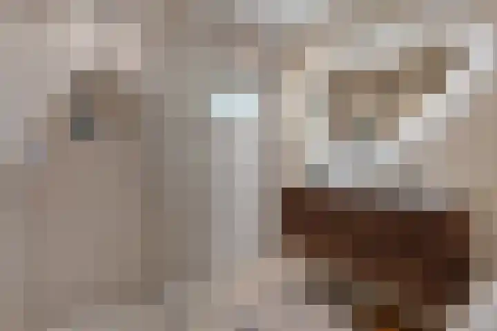 Peizerweg 79 Groningen thumbnail 18