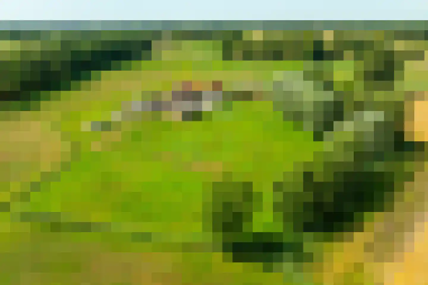 Pekkeriet 4 Laren thumbnail 6