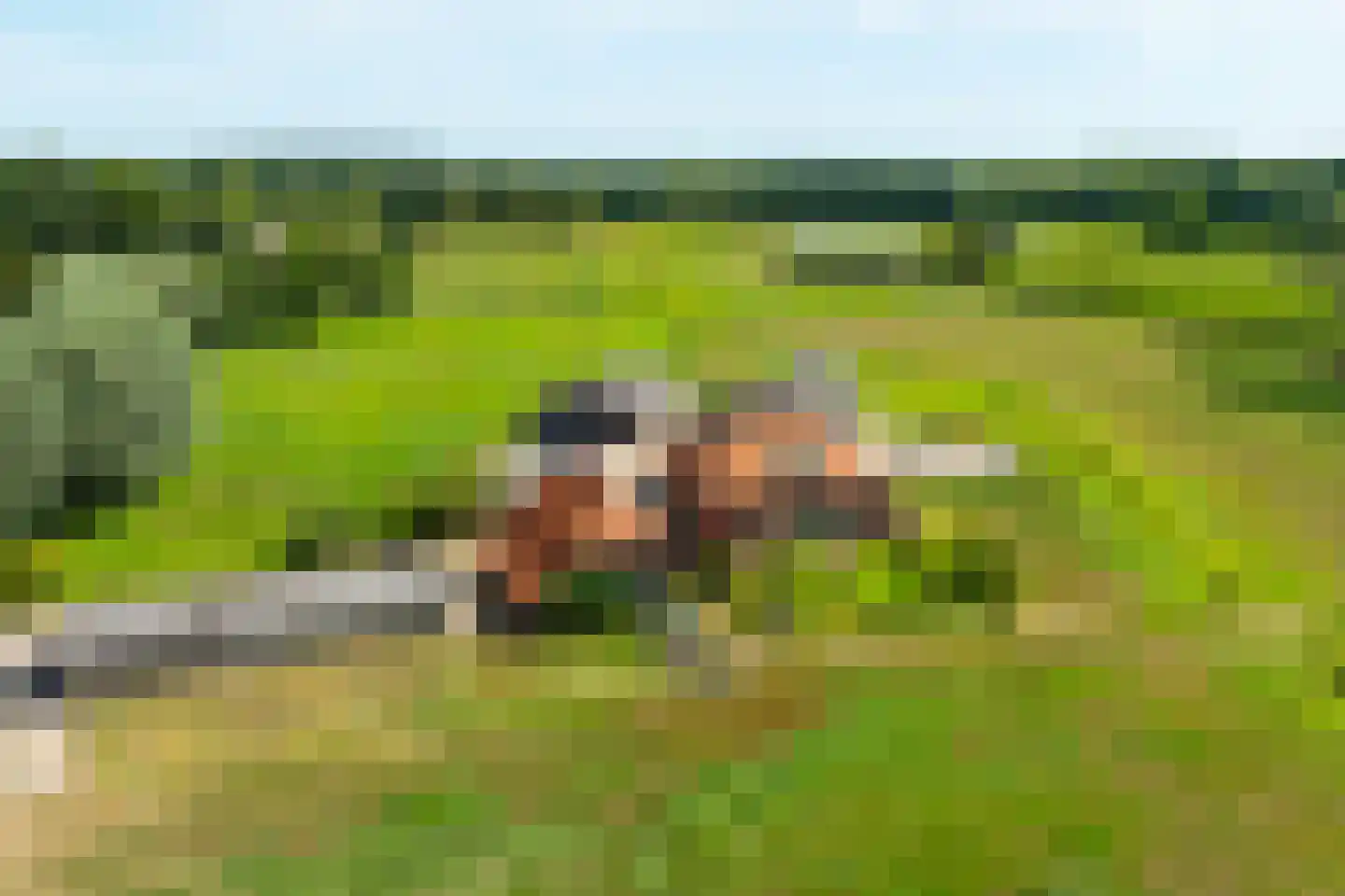 Pekkeriet 4 Laren thumbnail 61