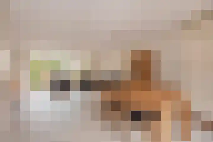 Pelikaanhof 11 Leidschendam thumbnail 10