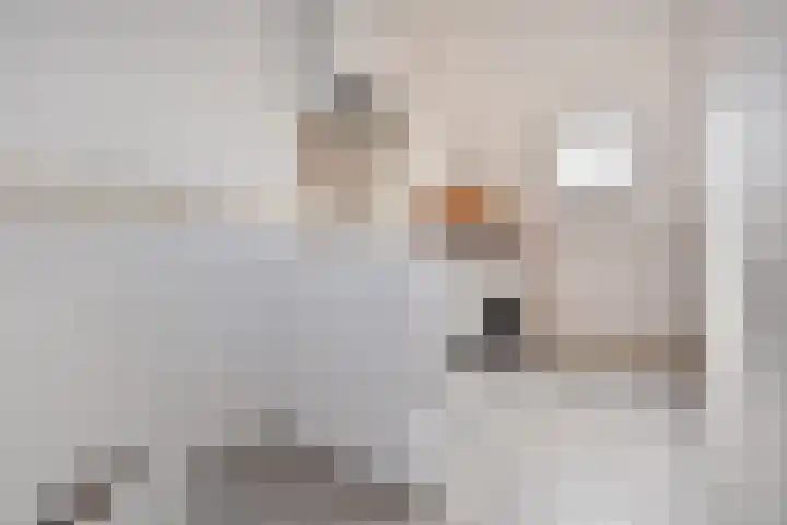 Pelikaanhof 59 Leidschendam thumbnail 47