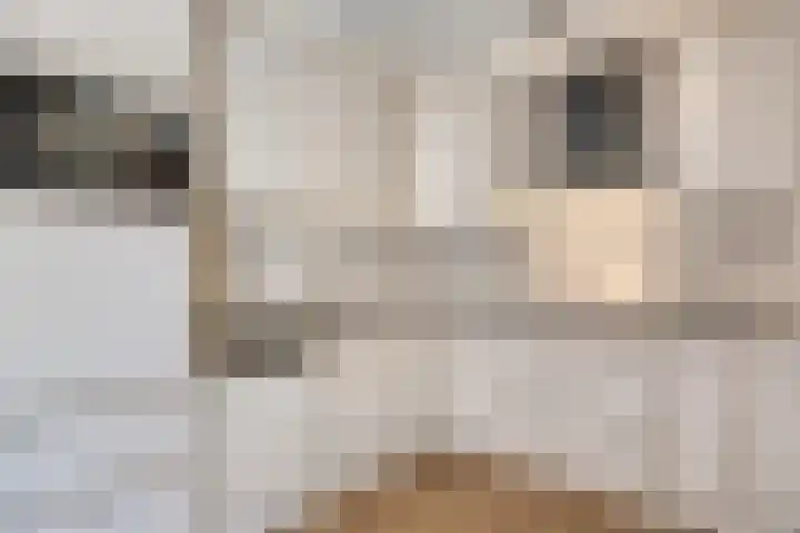 Pelikaanhof 9 Deurne thumbnail 13