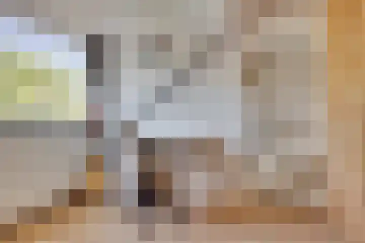 Pelléaspad 1 Amersfoort thumbnail 32