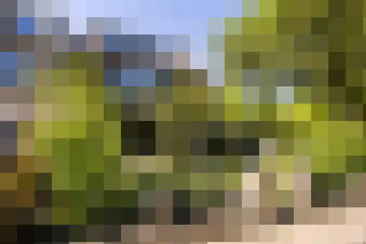 Pelléaspad 1 Amersfoort thumbnail 39