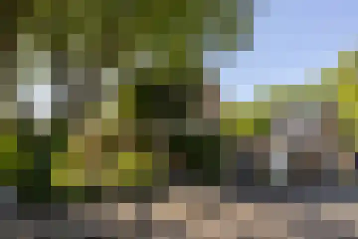 Pelléaspad 1 Amersfoort thumbnail 40