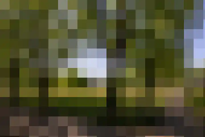 Pelléaspad 1 Amersfoort thumbnail 43