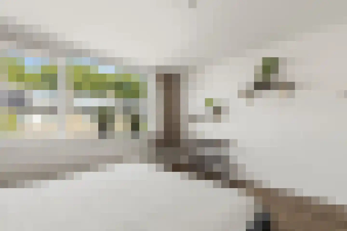 Pelléaspad 7 Amersfoort thumbnail 17