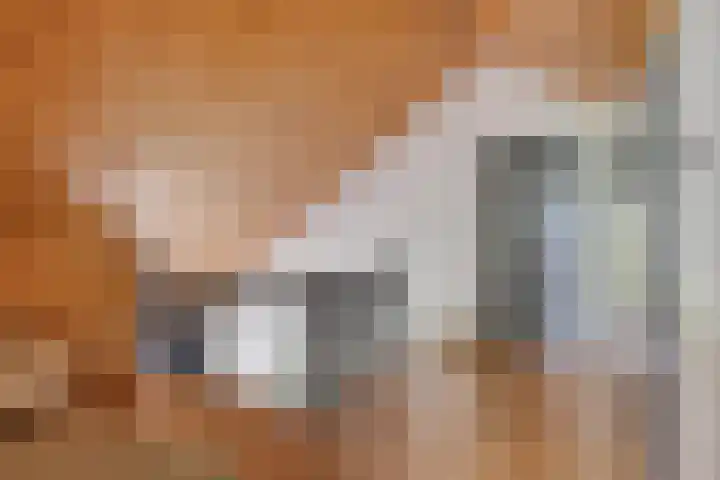 Pellerij 6 Delfzijl thumbnail 41