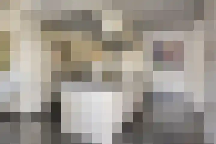 Pelmolen 6 de Lutte thumbnail 15